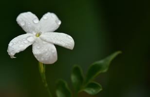 Jasmine Flowers Wallpapers capture d'écran 2