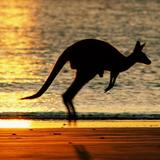 Kangaroo Wallpapers APK