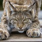 Lynx Wallpapers Zeichen
