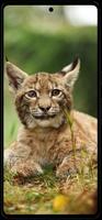 Lynx Wallpapers Plakat
