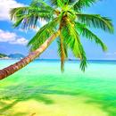Palm Tree Wallpapers APK