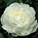 Peony Wallpapers APK