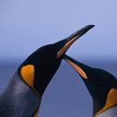 Penguin Wallpapers APK