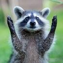Raccoon Wallpapers APK