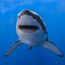 Shark Wallpapers APK