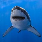 Shark Wallpapers ícone