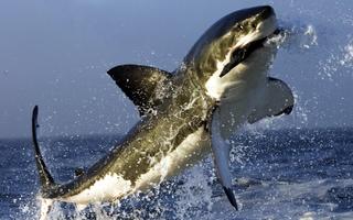 Shark Wallpapers Cartaz