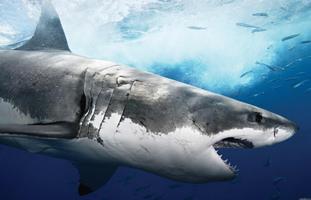 Shark Wallpapers imagem de tela 1