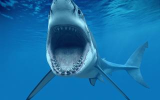 Shark Wallpapers imagem de tela 2