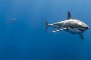 Shark Wallpapers imagem de tela 3