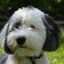 Sheepadoodle Dog Wallpapers APK