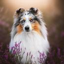 Sheltie dog Wallpapers APK