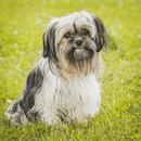 Shih Tzu Dog Wallpapers APK