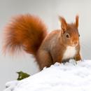 Squirrel Wallpapers APK