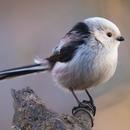 Titmouse Bird Wallpapers APK