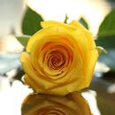 Yellow Rose Wallpapers APK
