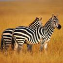 Zebra Wallpapers APK