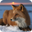Fox HD Wallpaper APK