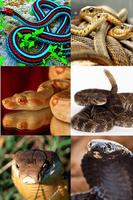 Snakes Free, Images and Wallpapers poster