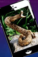 Snakes Free, Images and Wallpapers screenshot 1