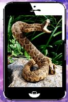 Snakes Free, Images and Wallpapers screenshot 2