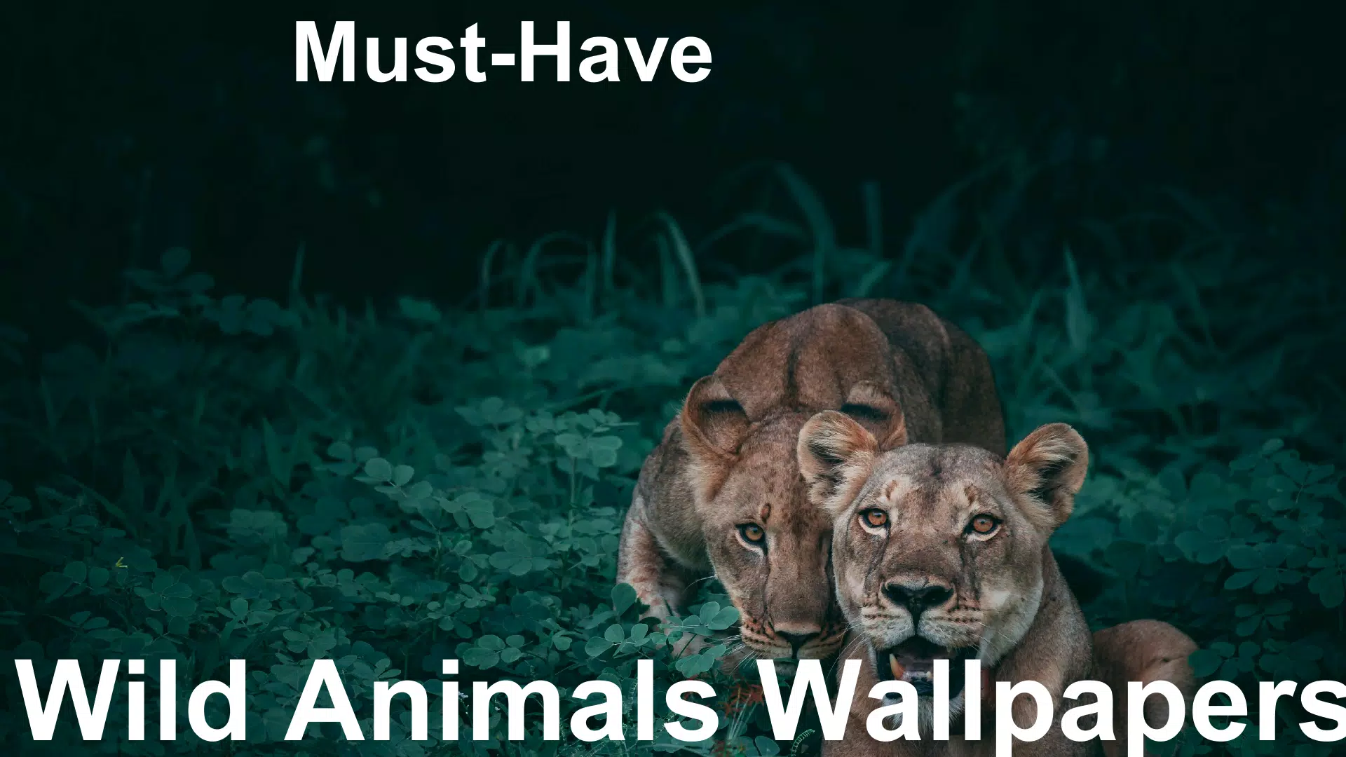 Wild Animals APK for Android Download Wild Animals APK for Android Download