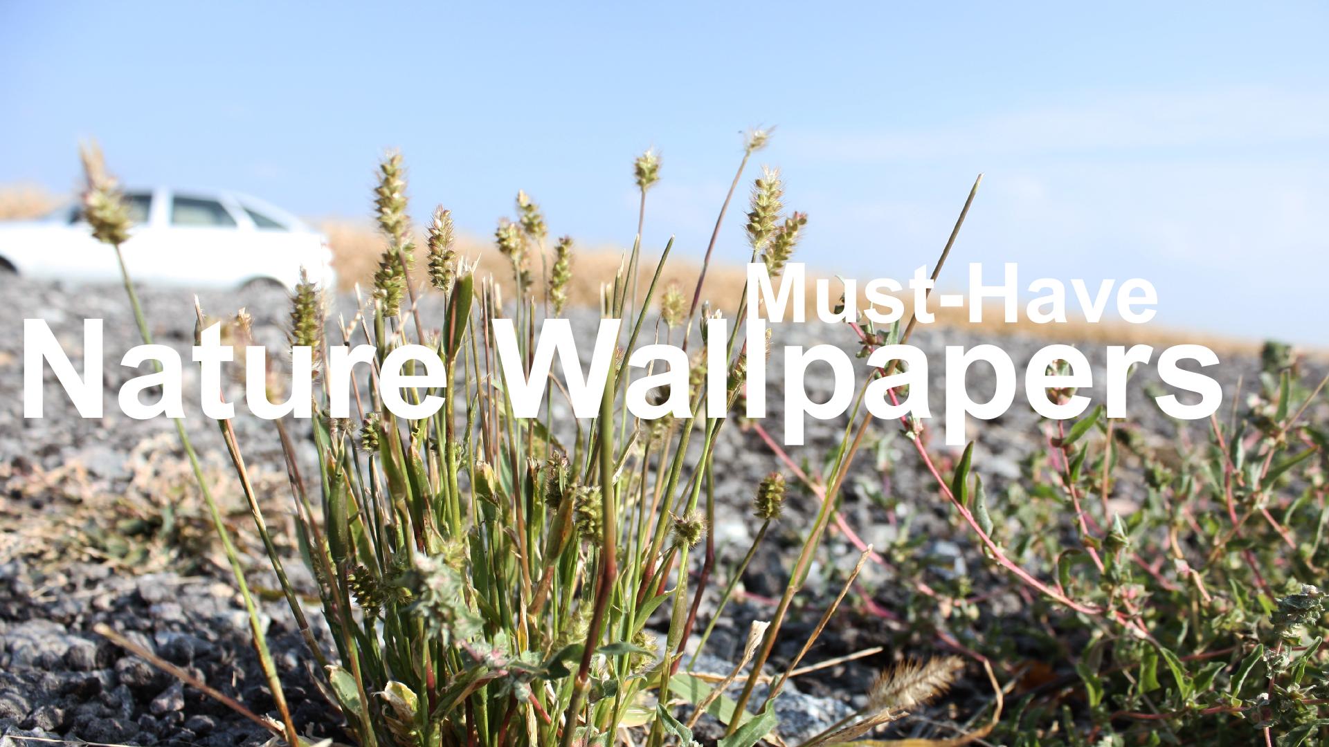 Amazing Nature Wallpapers including editor APK for Android Download