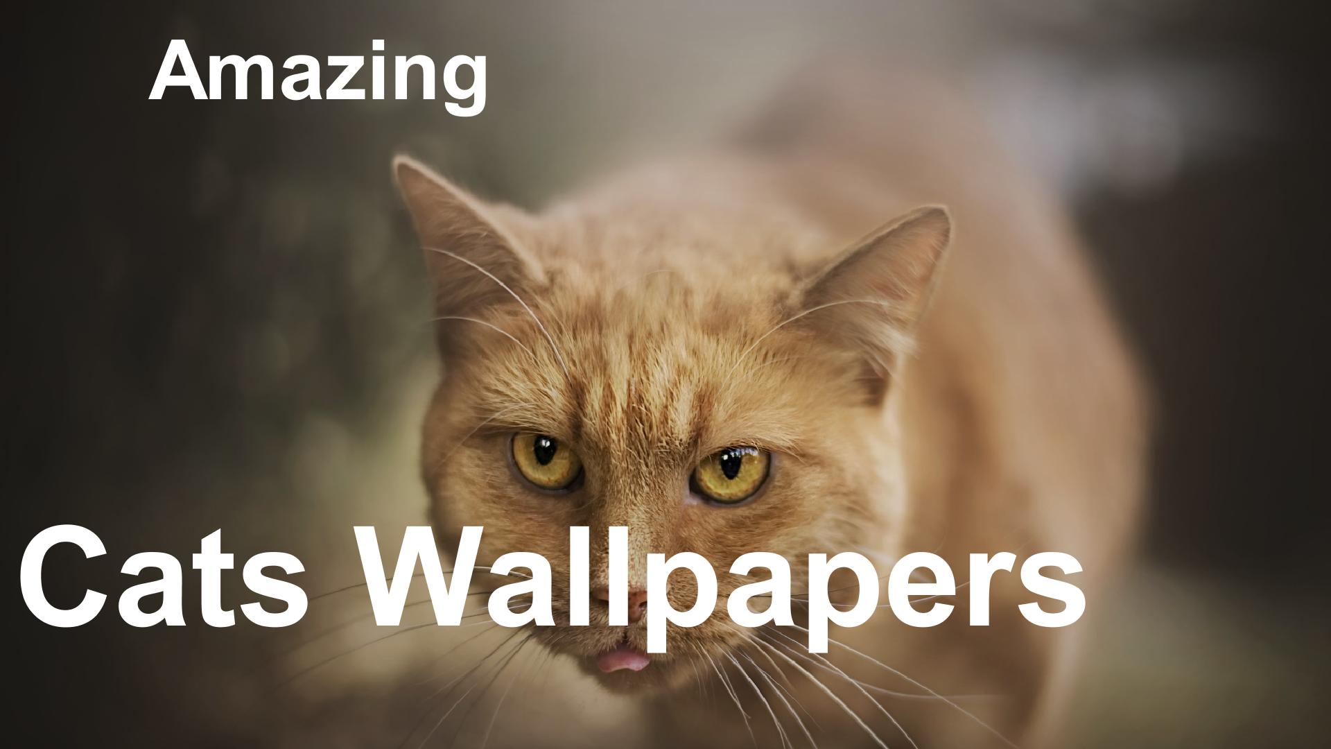 Fancy Cats Wallpapers Incl Free Editor For Android Apk Download - fancy cat roblox