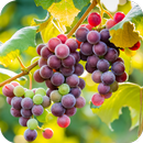 Grapes HD wallpaper APK