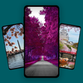 Cherry Blossom Wallpaper