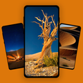 Desert Wallpaper