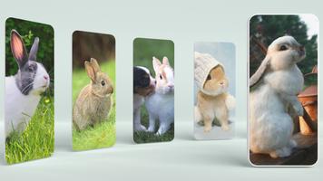 Kaninchen Tapete Plakat