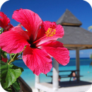 Hibiscus Flower HD Wallpaper APK