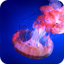 Jellyfish HD Wallpaper APK