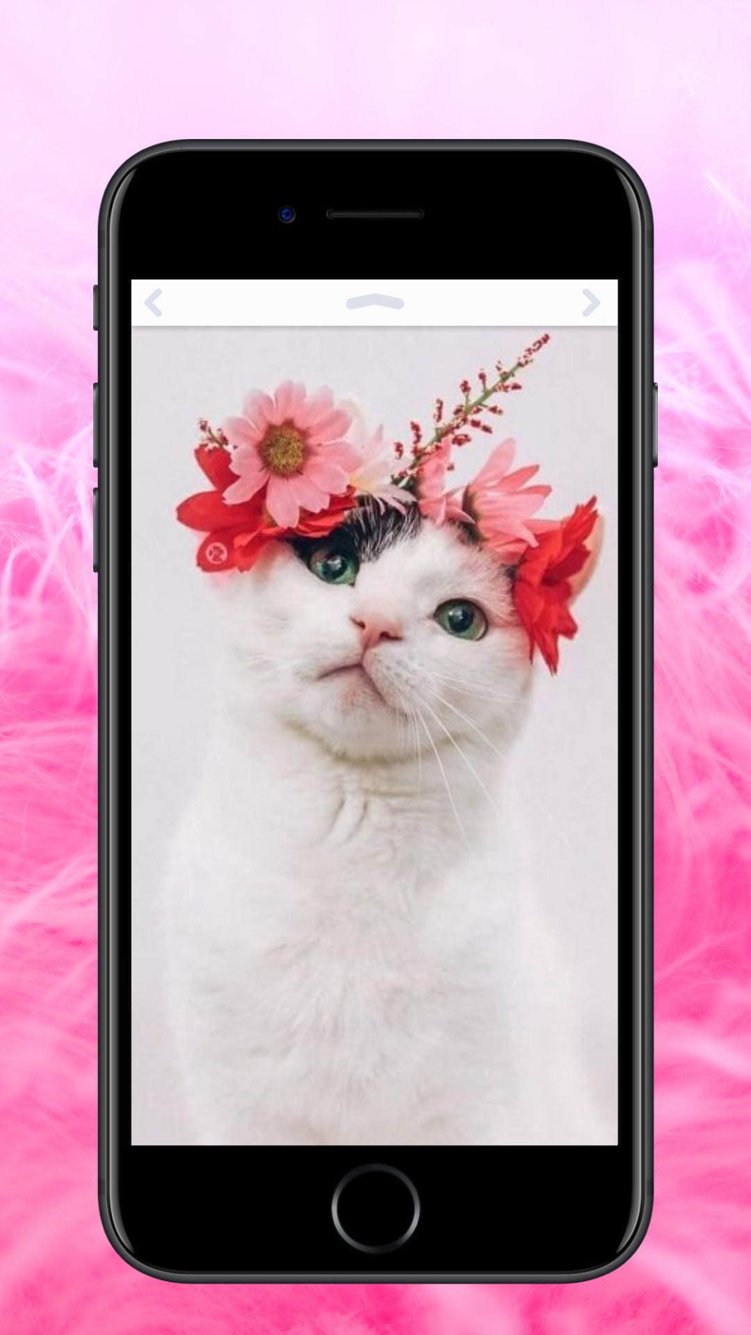 571 Wallpaper Kucing Keren Hd Images & Pictures - MyWeb