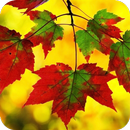 Leaf HD Wallpaper APK