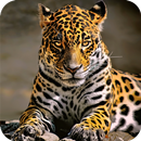 Leopard Wallpaper APK