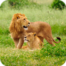 Lion HD Wallpaper APK