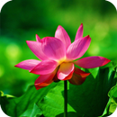 Lotus Wallpaper APK