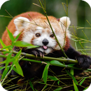 Panda Wallpaper Best 4K APK