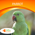 Parrot Wallpaper