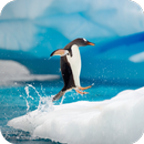 Penguin HD Wallpaper APK