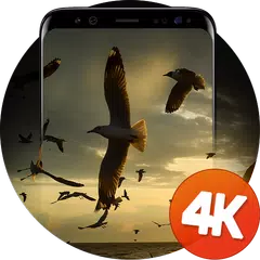 鳥の壁紙4K