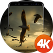 Birds wallpapers 4K