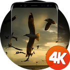 Fonds d'écran 4K avec des oiseaux icône