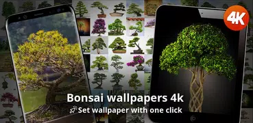 Bonsai wallpapers 4k