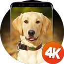 कुत्ते वॉलपेपर 4k APK