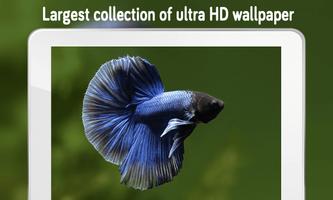Fish Wallpaper poster