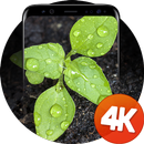 पौधों वॉलपेपर 4k APK