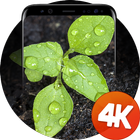 Plantes fonds d'écran 4k icône